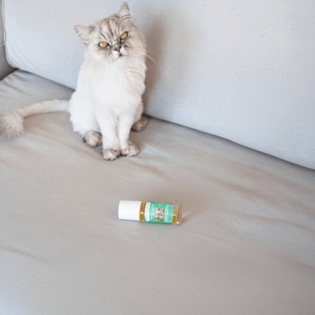 Roll - On Détachant Textile – Élimine Transpiration, Urine & Odeurs – Usage Rapide Sans Rinçage - ProExpertNettoyage